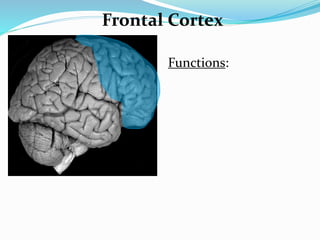 Frontal Cortex
Functions:
 