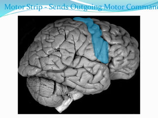 Motor Strip - Sends Outgoing Motor Command
 