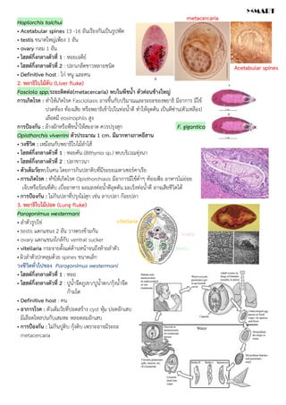 Haplorchis taichui
• Acetabular spines 13 -16 อันเรียงกันเป็นรูปพัด
• testis ขนาดใหญ่เพียง 1 อัน
• ovary กลม 1 อัน
• โฮสต์กึ่งกลางตัวที่ 1 : หอยเจดีย์
• โฮสต์กึ่งกลางตัวที่ 2 : ปลาเกล็ดขาวหลายชนิด
• Definitive host : ไก่ หนู และคน
2. พยาธิใบไม้ตับ (Liver fluke)
Fasciola spp.ระยะติดต่อ(metacercaria) พบในพืชน้ำ ตัวค่อนข้างใหญ่
การเกิดโรค : ทำให้เกิดโรค Fascioliasis อาจขึ้นกับปริมาณและระยะของพยาธิ มีอาการ มีไข้
ปวดท้อง ท้องเสีย หรือพยาธิเข้าไปในท่อน้ำดี ทำให้อุดตัน เป็นดีซ่าน(ตัวเหลือง)
เลือดมี eosinophils สูง
การป้องกัน : ล้างผักหรือพืชน้ำให้สะอาด ควรปรุงสุก F. gigantica
Opisthorchis viverrini ตัวประมาณ 1 cm. มีมากทางภาคอีสาน
• วงชีวิต : เหมือนกับพยาธิใบไม้ลำไส้
• โฮสต์กึ่งกลางตัวที่ 1 : หอยคัน (Bithynia sp.) พบบริเวณทุ่งนา
• โฮสต์กึ่งกลางตัวที่ 2 : ปลาขาวนา
• ตัวเต็มวัยพบในคน โดยการกินปลาดิบที่มีระยะเมตาเซอร์คาเรีย
• การเกิดโรค : ทำให้เกิดโรค Opisthorchiasis มีอาการมีไข้ต่ำๆ ท้องเฟ้อ อาหารไม่ย่อย
เจ็บหรือร้อนที่ตับ เบื่ออาหาร ผอมลงท่อน้ำดีอุดตัน มะเร็งท่อน้ำดี อาจเสียชีวิตได้
• การป้องกัน : ไม่กินปลาที่ปรุงไม่สุก เช่น ลาบปลา ก้อยปลา
3. พยาธิใบไม้ปอด (Lung fluke)
Paragonimus westermani
• ลำตัวรูปไข่
• testis แตกแขนง 2 อัน วางตรงข้ามกัน
• ovary แตกแขนงใกล้กับ ventral sucker
• vitellaria กระจายตั้งแต่ด้านหน้าจนถึงท้ายลำตัว
• ผิวลำตัวปกคลุมด้วย spines ขนาดเล็ก
วงชีวิตทั่วไปของ Paragonimus westermani
• โฮสต์กึ่งกลางตัวที่ 1 : หอย
• โฮสต์กึ่งกลางตัวที่ 2 : ปูน้ำจืดภูเขา/ปูน้ำตก/กุ้งน้ำจืด
ก้ามโต
• Definitive host : คน
• อาการโรค : ตัวเต็มวัยที่ปอดสร้าง cyst หุ้ม ปอดอักเสบ
มีเลือดไหลปนกับเสมหะ หลอดลมอักเสบ
• การป้องกัน : ไม่กินปูดิบ กุ้งดิบ เพราะอาจมีระยะ
metacercaria
metacercaria
Acetabular spines
testis
ovary
ovary
testis
vitellaria
><MART
 