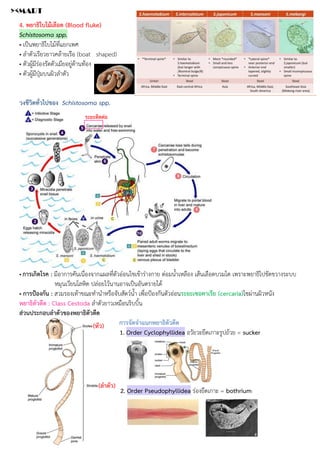 4. พยาธิใบไม้เลือด (Blood fluke)
Schistosoma spp.
• เป็นพยาธิใบไม้ที่แยกเพศ
• ลำตัวเรียวยาวคล้ายเรือ (boat shaped)
• ตัวผู้มีร่องรัดตัวเมียอยู่ด้านท้อง
• ตัวผู้มีปุ่มบนผิวลำตัว
วงชีวิตทั่วไปของ Schistosoma spp.
• การเกิดโรค : มีอาการคันเนื่องจากแผลที่ตัวอ่อนไชเข้าร่างกาย ต่อมน้ำเหลือง เส้นเลือดบวมโต เพราะพยาธิไปขัดขวางระบบ
หมุนเวียนโลหิต ปล่อยไว้นานอาจเป็นอันตรายได้
• การป้องกัน : สวมรองเท้าขณะทำนำหรือจับสัตว์น้ำ เพื่อป้องกันตัวอ่อนระยะเซอคาเรีย (cercaria)ไชผ่านผิวหนัง
พยาธิตัวตืด : Class Cestoda ลำตัวยาวเหมือนริบบิ้น
ส่วนประกอบลำตัวของพยาธิตัวตืด
การจัดจำแนกพยาธิตัวตืด
1. Order Cyclophyllidea อวัยวะยึดเกาะรูปถ้วย = sucker
2. Order Pseudophyllidea ร่องยึดเกาะ = bothrium
ระยะติดต่อ
(หัว)
(ลำตัว)
><MART
 
