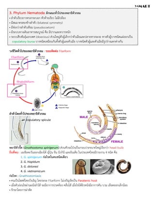 3. Phylum Nematoda ลักษณะทั่วไปของพยาธิตัวกลม
• ลำตัวเรียวยาวทรงกระบอก หัวท้ายเรียว ไม่มีปล้อง
• มีสมมาตรสองข้างลำตัว (bilateral symmetry)
• มีช่องว่างลำตัวเทียม (pseudocoelom)
• มีระบบทางเดินอาหารสมบูรณ์ คือ มีปากและทวารหนัก
• ระบบสืบพันธุ์แยกเพศ (dioecious) ส่วนใหญ่ตัวผู้เล็กกว่าตัวเมียและปลายหางจะงอ หางตัวผู้บางชนิดแผ่ออกเป็น
copulatory bursa บางชนิดเหมือนกันทั้งตัวผู้และตัวเมีย บางชนิดตัวผู้และตัวเมียมีรูปร่างแตกต่างกัน
วงชีวิตทั่วไปของพยาธิตัวกลม : ระยะติดต่อ Filariform
ลำตัวโดยทั่วไปของพยาธิตัวกลม
พยาธิตัวจี๊ด (Gnathostoma spinigerum) ส่วนหัวจะโป่งเป็นกระเปาะขนาดใหญ่เรียกว่า head bulb
ถิ่นที่พบ : เอเชียตะวันออกเฉียงใต้ ญี่ปุ่น จีน นิวกินี และอินเดีย ในประเทศไทยมีรายงาน 4 ชนิด คือ
1. G. spinigerum ก่อโรคในคนชนิดเดียว
2. G. hispidum
3. G. doloresi
4. G. vietnamicum
ก่อโรค : Gnathostomiasis
• คนเป็นโฮสต์โดยบังเอิญ โดยระยะ Filariform ไม่เจริญจัดเป็น Paratenic host
• เมื่อตัวอ่อนไชผ่านผนังลำไส้ จะมีอาการปวดท้อง คลื่นไส้ เมื่อไชใต้ผิวหนังมีอาการคัน บวม เลือดออกเล็กน้อย
• รักษาโดยการผ่าตัด
Rhabditiform
Filariform
copulatory spicule
><MART
 