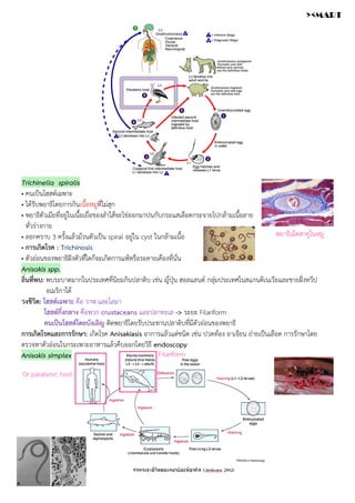 Trichinella spiralis
• คนเป็นโฮสต์เฉพาะ
• ได้รับพยาธิโดยการกินเนื้อหมูที่ไม่สุก
• พยาธิตัวเมียที่อยู่ในเนื้อเยื่อของลำไส้จะไข่ออกมาปนกับกระแสเลือดกระจายไปกล้ามเนื้อลาย
ทั่วร่างกาย
• ลอกคราบ 3 ครั้งแล้วม้วนตัวเป็น spiral อยู่ใน cyst ในกล้ามเนื้อ
• การเกิดโรค : Trichinosis
• ตัวอ่อนของพยาธิฝังตัวที่ใดก็จะเกิดการแพ้หรือระคายเคืองที่นั่น
Anisakis spp.
ถิ่นที่พบ: พบระบาดมากในประเทศที่นิยมกินปลาดิบ เช่น ญี่ปุ่น ฮอลแลนด์ กลุ่มประเทศในสแกนดิเนเวียและชายฝั่งทวีป
อเมริกาใต้
วงชีวิต: โฮสต์เฉพาะ คือ วาฬ และโลมา
โฮสต์กึ่งกลาง คือพวก crustaceans และปลาทะเล -> ระยะ Filariform
คนเป็นโฮสต์โดยบังเอิญ ติดพยาธิโดยรับประทานปลาดิบที่มีตัวอ่อนของพยาธิ
การเกิดโรคและการรักษา: เกิดโรค Anisakiasis อาการแล้วแต่ชนิด เช่น ปวดท้อง อาเจียน ถ่ายเป็นเลือด การรักษาโดย
ตรวจหาตัวอ่อนในกระเพาะอาหารแล้วคีบออกโดยวิธี endoscopy
Anisakis simplex
พยาธิเม็ดสาคูในหมู
Or paratenic host
Filariform
><MART
 