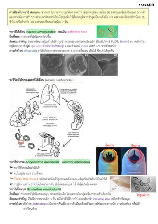การป้องกันพยาธิ Anisakis จากการรับประทานปลาดิบลวกควรทำที่อุณหภูมิอย่างน้อย 60 องศาเซลเซียสเป็นเวลา 5 นาที
และหากต้องการรับประทานปลาดิบควรเก็บเนื้อปลาดิบไว้ที่อุณหภูมิต่ำกว่าจุดเยือกแข็งคือ -35 องศาเซลเซียสอย่างน้อย 15
ชั่วโมงหรือต่ำกว่า -20 องศาเซลเซียสอย่างน้อย 7 วัน
พยาธิไส้เดือน (Ascaris lumbricoides) : คนเป็น definitive host
ถิ่นที่พบ: กระจายทั่วไปในเขตร้อนชื้น
ลักษณะสำคัญ: มีขนาดใหญ่ อยู่ในลำไส้เล็ก รูปร่างทรงกระบอกปลายเรียวเล็ก มีริมฝีปาก 3 อันมีฟัน (teeth) ขนาดเล็กเรียง
อยู่รอบปาก ตัวผู้มี spicules (ช่วยในการสืบพันธุ์) 2 อัน ตัวเมียมี vulva เปิดที่ 1/3 จากด้านหน้า
การเกิดโรค: Ascariasis ทำให้เกิดอาการขาดสารอาหาร อาการอื่นเช่น เป็นไข้ บิด ลำไส้อุดตัน
วงชีวิตทั่วไปของพยาธิไส้เดือน (Ascaris lumbricoides)
พยาธิปากขอ Ancylostoma duodenale Necator americanus
➢พยาธิตัวกลมในลำไส้เล็ก
➢พบในสุนัข แมว รวมทั้งคน
➢ตัวอ่อน (filariform) ไชผ่านผิวหนังเข้าสู่กระแสเลือดและเจริญเป็นตัวเต็มวัยในลำไส้
➢การไชผ่านผิวหนังทำให้เกิดอาการคัน มีเลือดออกในลำไส้ ทำให้เกิดโลหิตจาง
พยาธิเข็มหมุด (Enterobius vermicularis)
ถิ่นที่พบ: กระจายทั่วไปในเขตอบอุ่น พบมากในเด็ก โดยเฉพาะในกลุ่มหรือครอบครัวเดียวกัน
ลักษณะสำคัญ: มีริมฝีปากขนาดเล็ก 3 อัน ผนังลำตัวใต้ปากโป่งออกเรียกว่า cervical alae คล้ายหัวเข็มหมุด
การก่อโรค: เกิดโรค enterobiasis มีอาการคันเนื่องจากตัวเมียเคลื่อนตัวมาวางไข่รอบทวารหนัก อาจปวดท้อง คลื่นไส้
อาเจียนด้วย
ยึดเกาะ ยึดเกาะ
ไข่รูปตัว D
><MART
 