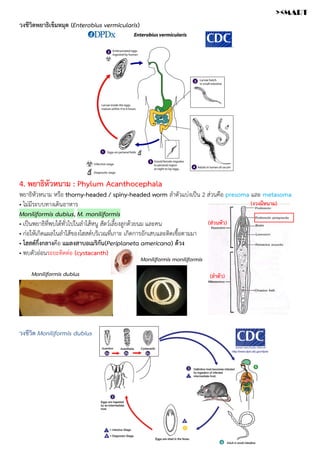 วงชีวิตพยาธิเข็มหมุด (Enterobius vermicularis)
4. พยาธิหัวหนาม : Phylum Acanthocephala
พยาธิหัวหนาม หรือ thorny-headed / spiny-headed worm ลำตัวแบ่งเป็น 2 ส่วนคือ presoma และ metasoma
• ไม่มีระบบทางเดินอาหาร
Moniliformis dubius, M. moniliformis
• เป็นพยาธิที่พบได้ทั่วไปในลำไส้หนู สัตว์เลี้ยงลูกด้วยนม และคน
• ก่อให้เกิดแผลในลำไส้ของโฮสต์บริเวณที่เกาะ เกิดการอักเสบและติดเชื้อตามมา
• โฮสต์กึ่งกลางคือ แมลงสาบอเมริกัน(Periplaneta americana) ด้วง
• พบตัวอ่อนระยะติดต่อ (cystacanth)
วงชีวิต Moniliformis dubius
(ส่วนหัว)
(ลำตัว)
(งวงมีหนาม)
Moniliformis dubius
Moniliformis moniliformis
><MART
 
