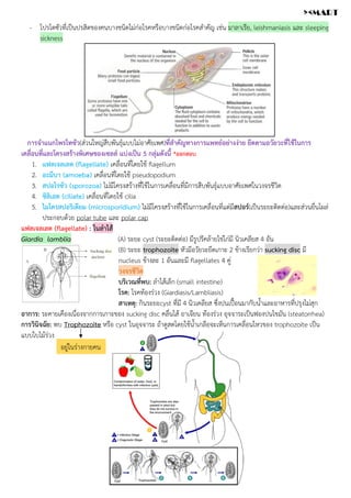 - โปรโตซัวที่เป็นปรสิตของคนบางชนิดไม่ก่อโรคหรือบางชนิดก่อโรคสำคัญ เช่น มาลาเรีย, leishmaniasis และ sleeping
sickness
การจำแนกโพรโทซัว(ส่วนใหญ่สืบพันธุ์แบบไม่อาศัยเพศ)ที่สำคัญทางการแพทย์อย่างง่าย ยึดตามอวัยวะที่ใช้ในการ
เคลื่อนที่และโครงสร้างพิเศษของเซลล์ แบ่งเป็น 5 กลุ่มดังนี้ *ออกสอบ
1. แฟลเจลเลต (flagellate) เคลื่อนที่โดยใช้ flagellum
2. อะมีบา (amoeba) เคลื่อนที่โดยใช้ pseudopodium
3. สปอโรซัว (sporozoa) ไม่มีโครงสร้างที่ใช้ในการเคลื่อนที่มีการสืบพันธุ์แบบอาศัยเพศในวงจรชีวิต
4. ซิลิเอต (ciliate) เคลื่อนที่โดยใช้ cilia
5. ไมโครสปอริเดียม (microsporidium) ไม่มีโครงสร้างที่ใช้ในการเคลื่อนที่แต่มีสปอร์(เป็นระยะติดต่อ)และส่วนยื่นโผล่
ประกอบด้วย polar tube และ polar cap
แฟลเจลเลต (flagellate) : ในลำไส้
Giardia lamblia (A) ระยะ cyst (ระยะติดต่อ) มีรูปรีคล้ายไข่ไก่มี นิวเคลียส 4 อัน
(B) ระยะ trophozoite หัวมีอวัยวะยึดเกาะ 2 ข้างเรียกว่า sucking disc มี
nucleus ข้างละ 1 อันและมี flagellates 4 คู่
วงจรชีวิต
บริเวณที่พบ: ลำไส้เล็ก (small intestine)
โรค: โรคท้องร่วง (Giardiasis/Lambliasis)
สาเหตุ: กินระยะcyst ที่มี 4 นิวเคลียส ซึ่งปนเปื้อนมากับน้ำและอาหารที่ปรุงไม่สุก
อาการ: ระคายเคืองเนื่องจากการเกาะของ sucking disc คลื่นไส้ อาเจียน ท้องร่วง อุจจาระเป็นฟองปนไขมัน (steatorrhea)
การวินิจฉัย: พบ Trophozoite หรือ cyst ในอุจจาระ ถ้าดูสดโดยใช้น้ำเกลือจะเห็นการเคลื่อนไหวของ trophozoite เป็น
แบบใบไม้ร่วง
อยู่ในร่างกายคน
><MART
 