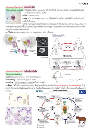 แฟลเจลเลต (flagellate): ในระบบสืบพันธุ์
Trichomonas vaginalis ปรสิตมีเพียงระยะ trophozoite มี 1 นิวเคลียส มี flagellum อิสระ 4 เส้นและอยู่ที่ขอบของ
undulating membrane 1 เส้น
ก่อโรค: Trichomoniasis
สาเหตุ: ได้รับระยะ trophozoite จากการมีเพศสัมพันธ์ระหว่างชายหญิงหรือใช้ของร่วมกัน เช่น
ผ้าเช็ดตัว ผ้าขนหนู
อาการ: ก่อโรคในอวัยวะสืบพันธุ์ช่องคลอดอักเสบและติดเชื้อ มีมูกหนอง มีตกขาว (leukorhea) การ
อักเสบของปากมดลูกที่เกิดขึ้นบ่อยๆ อาจนำไปสู่การเป็นมะเร็งปากมดลูกได้ ในผู้ชายมักไม่มีอาการ(พาหะ) ถ้าเป็นมากอาจพบ
ต่อมลูกหมากและท่อปัสสาวะอักเสบ
การวินิจฉัย: พบระยะ trophozoite จาก vaginal swab หรือจากปัสสาวะ
แฟลเจลเลต (flagellate): ในเนื้อเยื่อและโลหิต
Trypanosoma brucei
บริเวณที่พบ : เลือด น้ำเหลือง ระบบประสาทส่วนกลาง
ลักษณะสำคัญ : มี anterior flagellum 1 เส้น
การเกิดโรค : African sleeping sickness พบในทวีปแอฟริกา
การติดต่อ : ได้รับเชื้อจากแมลง tsetse flies เมื่อถูกแมลงกัดแมลงจะปล่อยเชื้อระยะ metacyclic trypomastigote เข้าสู่
ผิวหนัง เกิดการแบ่งตัวในเลือดและทำลายม้าม ต่อมน้ำเหลืองและสมอง มีอาการซึม ช้า มือสั่น คล้ายคนนอนหลับ เป็นมากอาจ
ถึงตายได้
><MART
 