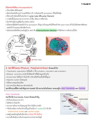 ไมโครสปอริเดียม (microsporidium)
• เป็นปรสิตอาศัยในเซลล์
• มีสปอร์เซลล์เดียวรูปร่างกลมรีหรือยาวรี ภายในสปอร์มี sporoplasm ที่ไม่มีเยื่อหุ้ม
• มีโครงสร้างพิเศษที่เป็นท่อเรียกว่า polar tube หรือ polar filament
• การติดเชื้อในคนอาจมาจากอาหาร น้ำดื่ม หรืออากาศที่หายใจ
• มักเกิดกับผู้ป่วยภูมิคุ้มกันบกพร่อง (AIDS)
• เมื่อสปอร์สัมผัสกับเซลล์เจ้าบ้าน sporoplasm ที่อยู่ภายในจะถูกดันให้ไหลเข้าท่อ polar tube เข้าไปในไซโทพลาสซึมของ
เซลล์เจ้าบ้านและแบ่งตัวเพิ่มจำนวน
• ไมโครสปอริเดียที่พบบ่อยในผู้ป่วย AIDS คือ Enterocytozoon bieneusi ทำให้เกิดอาการท้องร่วงเรื้อรัง
2. พยาธิตัวแบน (Phylum Platyhelminthes) ลักษณะทั่วไป
• Triploblastic organization มีเนื้อเยื่อ 3 ชั้น ectoderm, mesoderm และ endoderm
• Bilateral symmetry แบ่งลำตัวได้สองข้างที่มีลักษณะคล้ายกัน
• Acoelomate ไม่มีช่องว่างในลำตัว อวัยวะฝังตัวในเนื้อเยื่อพื้นฐาน
• Digestive system ไม่สมบูรณ์
• ไม่มีระบบหมุนเวียนเลือด
• ระบบหายใจอาศัยผ่านทางผิวหนังลำตัว
พยาธิตัวแบนที่มีความสำคัญทางการแพทย์ (มีรายงานก่อโรคในคน) จะพบอยู่ใน class Trematoda และ Cestoda
Class Trematoda
พยาธิใบไม้ (trematode, fluke) ลักษณะสำคัญ
• ลำตัวแบนในแนวบน-ล่าง
• ไม่มีช่องว่างในลำตัว
• ระบบทางเดินอาหารไม่สมบูรณ์ มีปากไม่มีทวารหนัก
• *มีอวัยวะยึดเกาะเป็นกล้ามเนื้อรูปถ้วยเรียกว่า sucker มี 2 อัน คือ
anterior/oral sucker และ ventral sucker
• เพศผู้-เพศเมียอยู่ในตัวเดียวกันยกเว้นพยาธิใบไม้เลือด
• ระบบสืบพันธุ์ระบบขับถ่ายและระบบประสาทเจริญดี
Polar tube
><MART
 