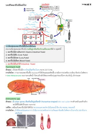 การจัดกลุ่มของพยาธิใบไม้ที่เป็นปรสิตในคน
สามารถจัดกลุ่มของพยาธิใบไม้ ตามที่อยู่อาศัยหรือบริเวณที่พบพยาธิได้ 4 กลุ่มดังนี้
1. พยาธิใบไม้ทางเดินอาหาร (Gastro-intestinal fluke)
2. พยาธิใบไม้ตับ (Liver fluke)
3. พยาธิใบไม้ปอด (Lung fluke)
4. พยาธิใบไม้เลือด (Blood fluke)
1. พยาธิใบไม้ในลำไส้ (Intestinal fluke)
Fasciolopsis buski
ลักษณะ : เป็นพยาธิใบไม้ขนาดใหญ่ที่สุดที่พบในคน ขนาด 2.0-7.5 ซม.
การเกิดโรค : การเกาะของพยาธิในชั้น mucosa ทำให้เกิดแผลและติดเชื้อ อาจมีอาการปวดท้อง อาเจียน ท้องร่วง โลหิตจาง
• ระยะ Metacercaria จะเกาะตามพืชน้ำ จึงควรล้างผักให้สะอาดหรือปรุงสุกก่อนบริโภค เช่น ผักบุ้ง, ผักกระเฉด
Echinostoma spp.
ลักษณะ : มี collar spines เรียงกันเป็นรูปเกือกม้า (horseshoe-shaped) รอบ oral sucker ทางด้านหน้าและด้านข้าง
พบได้ทั้งในสัตว์ปีกและ mammal
วงชีวิต : เหมือนกับพยาธิใบไม้ลำไส้ทั่วไป พบระยะเมตาเซอร์คาเรียในหอยน้ำจืด เช่น หอยขม, หอยเชอรี่
การเกิดโรค : ถ้ามีน้อยจะไม่แสดงอาการ ถ้ามีมากอาจปวดท้องจากการเกิดแผล ท้องเสีย โลหิตจาง ถ้ามากเกิน 500 ตัวอาจ
เสียชีวิตได้
หอย ปู กุ้ง
ระยะติดต่อ
First intermediate host
วงจรชีวิตพยาธิใบไม้โดยทั่วไป ><MART
 