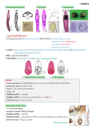Echinostoma revolutum E. ilocanum E. malayanum
- กลุ่มพยาธิใบไม้ลำไส้ขนาดเล็ก
• ส่วนใหญ่พยาธิกลุ่มนี้จะอยู่ในวงศ์ Heterophyidae ที่รู้จักกันทั่วไปคือ Stellantchasmus falcatus
Haplorchis taichui เชียงใหม่พบมาก
H. pumilio ภาคกลางพบมาก
Centrocestus formosanus
การเกิดโรค : Heterophyiasis ในลำไส้ ปริมาณน้อยไม่มีอาการ ถ้ามีมากมีอาการ ปวดท้อง ท้องเสีย หรือพยาธิเข้าไปปล่อยไข่
ในระบบเลือด เกิดบาดแผลตามร่างกาย
วงชีวิต : เหมือนกับพยาธิใบไม้ทั่วไป
การป้องกันรักษา : ไม่กินปลาดิบควรปรุงให้สุก (ระยะ metacercaria ในปลา)
(A) Stellantchasmus falcatus (B) S. dermogenysi
ออกสอบ*
- Ventro-genital sac (ช่องสืบพันธุ์เปิดร่วมกับ ventral sucker) เยื้องไปทางซ้ายของลำตัวเล็กน้อย
- acetabular spines ขนาดเล็ก 2 กลุ่ม
- testis มี 2 อันวางตรงข้ามกันทางด้านท้าย
- ovary 1 อัน
- โฮสต์กึ่งกลางตัวที่ 1 : หอยเจดีย์
- โฮสต์กึ่งกลางตัวที่ 2 : ปลากระบอก (ปลาน้ำกร่อย) (A) ปลาเข็ม (B)
- Definitive host : ไก่ หนู แมว และคน
Centrocestus formosanus
• 32 circumoral spines
• excretory bladder เป็นรูป X-shaped
• โฮสต์กึ่งกลางตัวที่ 1 : หอยเจดีย์
• โฮสต์กึ่งกลางตัวที่ 2 : บริเวณเหงือกปลาน้ำจืด (ปลาหมอ ปลาตะเพียนทราย ปลาซิวหนวดยาว)
• Definitive host : ไก่ หนู แมว และคน
ระยะ metacercaria
><MART
 