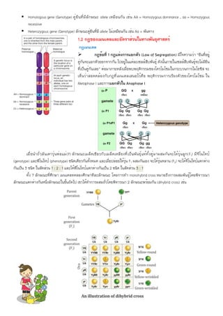 ▪ Homologous gene (Genotype) คู่ยีนที่มีลักษณะ allele เหมือนกัน เช่น AA = Homozygous dominance , aa = Homozygous
recessive
▪ Heterozygous gene (Genotype) ลักษณะคู่ยีนที่มี allele ไม่เหมือนกัน เช่น Aa = พันทาง
1.2 กฎของเมนเดลและอัตราส่วนในทางพันธุศาสตร์
กฎเมนเดล
➢ กฎข้อที่ 1 กฎแห่งการแยกตัว (Law of Segregation) มีใจความว่า “ยีนที่อยู่
คู่กันจะแยกตัวออกจากกัน ไปอยู่ในแต่ละเซลล์สืบพันธุ์ ดังนั้นภายในเซลล์สืบพันธุ์จะไม่มียีน
ที่เป็นคู่กันเลย” ต่อมาภายหลังเมื่อพบพฤติกรรมของโครโมโซมในกระบวนการไมโอซิส จะ
เห็นว่าสอดคล้องกับกฎที่เมนเดลเสนอไว้คือ พฤติกรรมการเรียงตัวของโครโมโซม ใน
Metaphase I และการแยกตัวใน Anaphase I
เมื่อนำถั่วลันเตารุ่นพ่อแม่(P) ลักษณะเมล็ดเขียวกับเมล็ดเหลืองที่เป็นพันธุ์แท้ทั้งคู่มาผสมกันจะได้รุ่นลูก(F1) มีจีโนไทป์
(genotype) และฟีโนไทป์ (phenotype) ชนิดเดียวกันทั้งหมด และเมื่อปล่อยให้รุ่น F1 ผสมกันเอง จะได้รุ่นหลาน (F2) จะได้จีโนไทป์แตกต่าง
กันเป็น 3 ชนิด ในสัดส่วน 1 : 2 : 1 และได้ฟีโนไทป์แตกต่างกันเป็น 2 ชนิด ในสัดส่วน 3 : 1
ทั้ง 7 ลักษณะที่ศึกษา เมนเดลทดลองศึกษาทีละลักษณะ โดยการทำ monohybrid cross หมายถึงการผสมพันธุ์โดยพิจารณา
ลักษณะแตกต่างกันหนึ่งลักษณะในขั้นถัดไป เขาได้ทำการผสมถั่วโดยพิจารณา 2 ลักษณะพร้อมกัน (dihybrid cross) เช่น
 