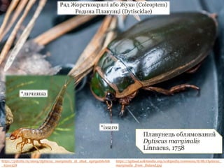 Плавунець облямований
Dytiscus marginalis
Linnaeus, 1758
Ряд Жорсткокрилі або Жуки (Coleoptera)
Родина Плавунці (Dytiscidae)
*імаго
https://pikabu.ru/story/dytiscus_marginalis_ili_zhuk_nyiryalshchik
_6310328
https://upload.wikimedia.org/wikipedia/commons/8/8b/Dytiscus_
marginalis_from_finland.jpg
*личинка
 