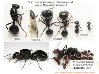 Мурашка-жнець
Messor structor
(Latreille, 1798)
Ряд Перетинчастокрилі (Hymenoptera)
Родина Мурахи (Formicidae)
https://notklop.ru/muravi/vidy-muravev/muravi-zhnetsi/
*самка *самець *солдати
*робочі
 