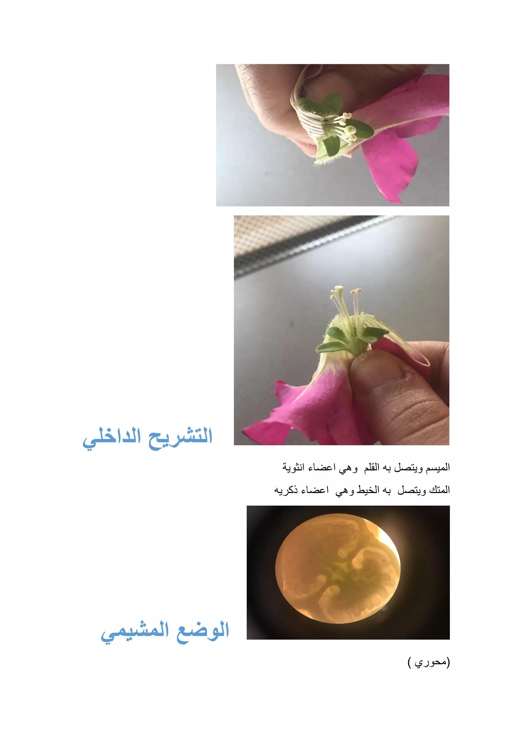 ‫الداخلي‬ ‫التشريح‬
‫انثوية‬ ‫اعضاء‬ ‫وهي‬ ‫القلم‬ ‫به‬ ‫ويتصل‬ ‫الميسم‬
‫ذكريه‬ ‫اعضاء‬ ‫وهي‬ ‫الخيط‬ ‫به‬ ‫ويتصل‬ ‫المتك‬
‫المشيمي‬ ‫الوضع‬
(
‫محوري‬
)
 