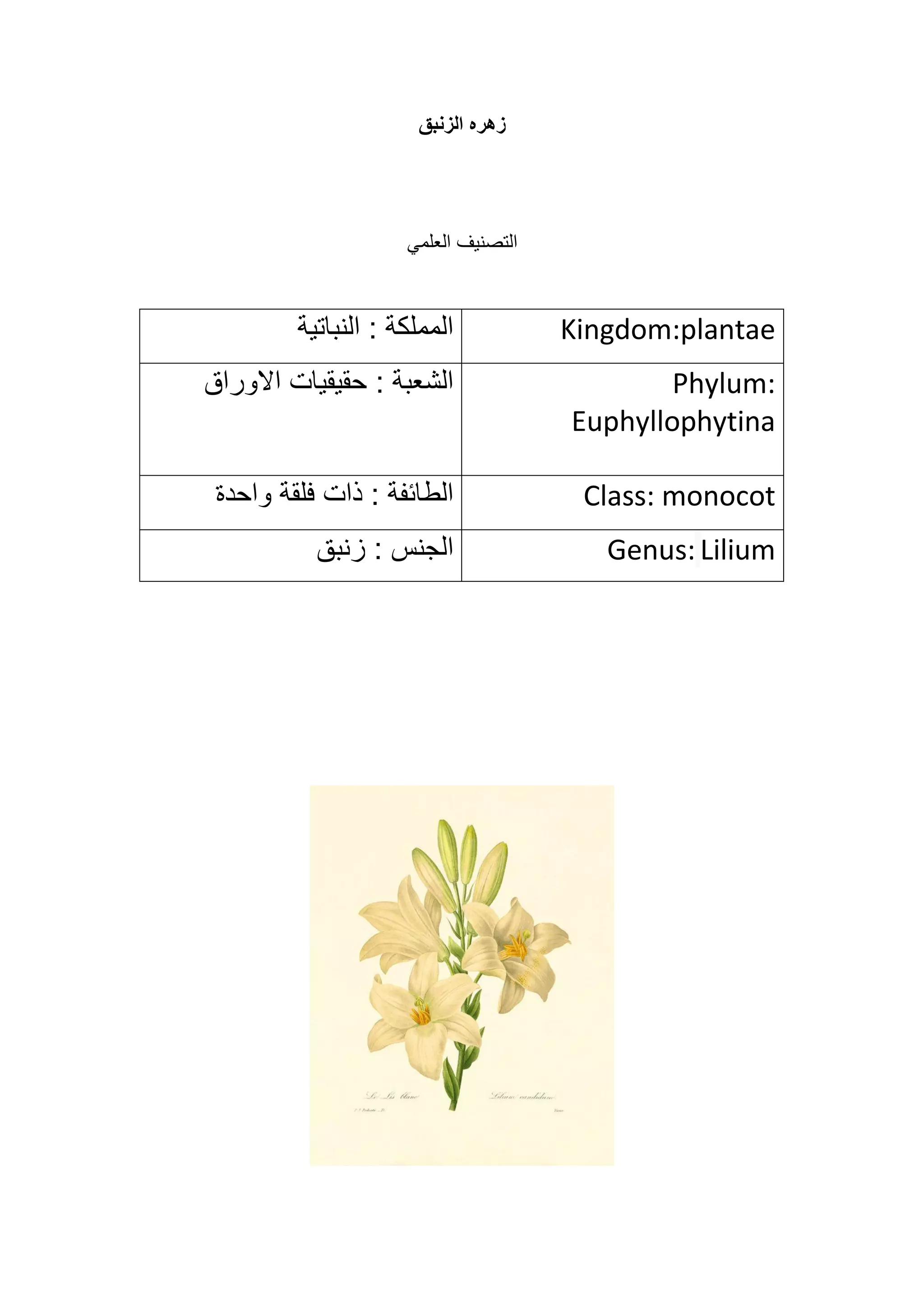 ‫الزنبق‬ ‫زهره‬
‫العلمي‬ ‫التصنيف‬
Kingdom:plantae
‫النباتية‬ : ‫المملكة‬
Phylum:
Euphyllophytina
: ‫الشعبة‬
‫االوراق‬ ‫حقيقيات‬
Class: monocot
‫ذات‬ : ‫الطائفة‬
‫واحدة‬ ‫فلقة‬
Lilium
Genus:
: ‫الجنس‬
‫زنبق‬
 