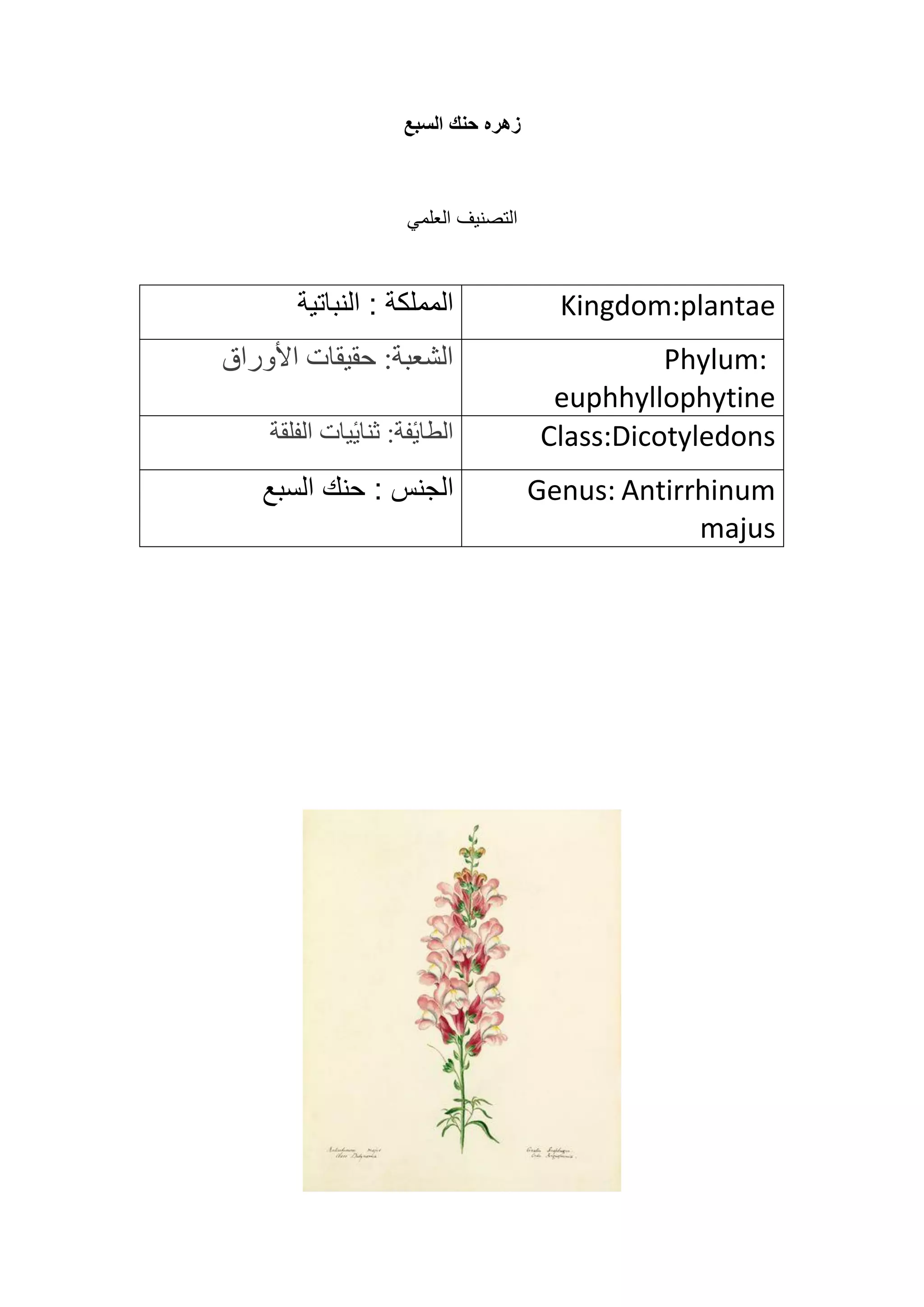 ‫زهره‬
‫السبع‬ ‫حنك‬
‫العلمي‬ ‫التصنيف‬
Kingdom:plantae
‫النباتية‬ : ‫المملكة‬
Phylum:
euphhyllophytine
‫األوراق‬ ‫حقيقات‬ :‫الشعبة‬
Class:Dicotyledons
‫الفلقة‬ ‫يات‬ٔ
‫ي‬‫ثنا‬ :‫فة‬ٔ
‫ي‬‫الطا‬
Antirrhinum
Genus:
majus
: ‫الجنس‬
‫السبع‬ ‫حنك‬
 