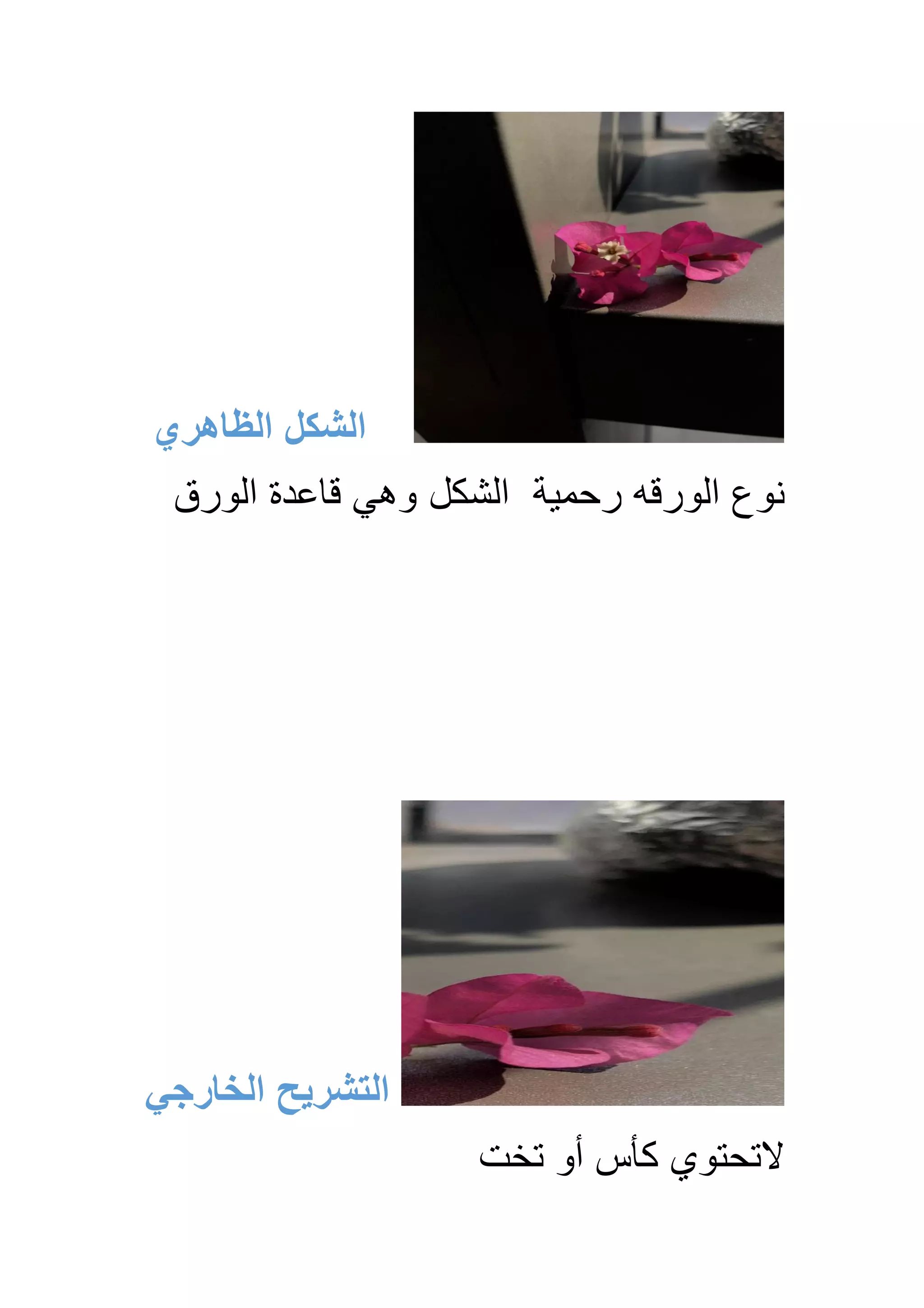 ‫الظاهري‬ ‫الشكل‬
‫الشكل‬ ‫رحمية‬ ‫الورقه‬ ‫نوع‬
‫الورق‬ ‫قاعدة‬ ‫وهي‬
‫الخارجي‬ ‫التشريح‬
‫تخت‬ ‫أو‬ ‫كأس‬ ‫التحتوي‬
 