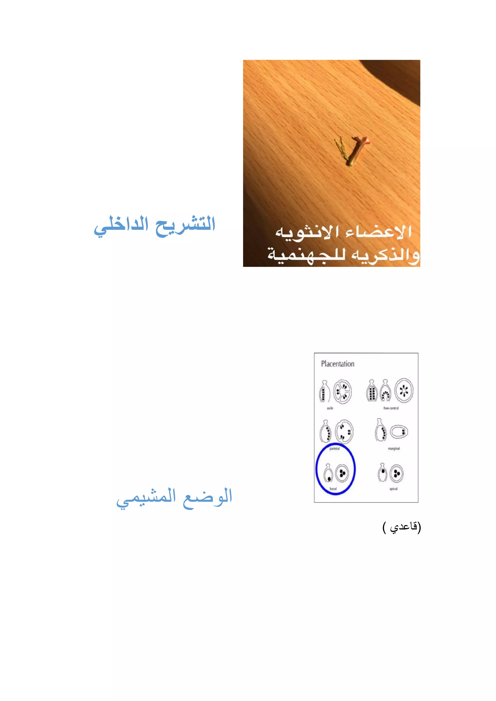 ‫المشيمي‬ ‫الوضع‬
) ‫(قاعدي‬
‫الداخلي‬ ‫التشريح‬
 