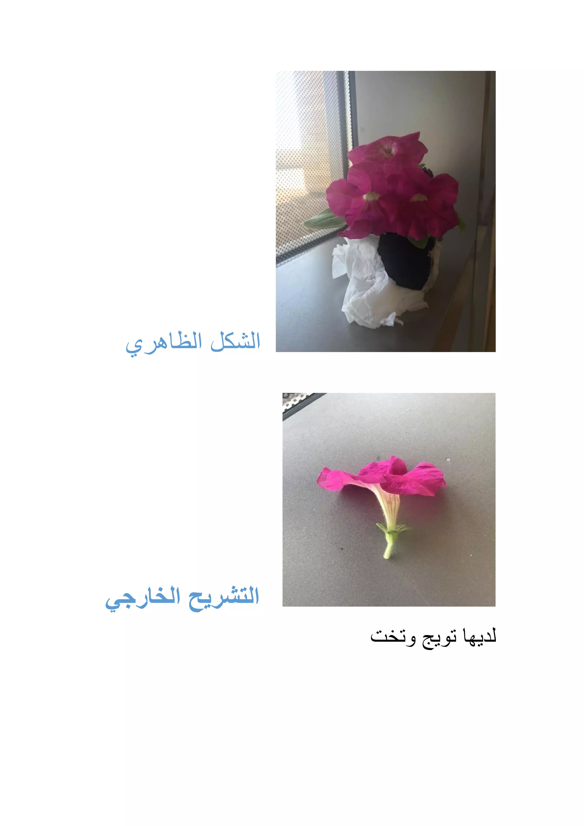 ‫الظاهري‬ ‫الشكل‬
‫الخارجي‬ ‫التشريح‬
‫وتخت‬ ‫تويج‬ ‫لديها‬
 