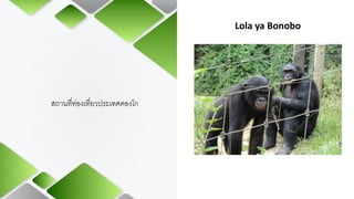Lola ya Bonobo
สถานที่ท่องเที่ยวประเทศคองโก
 