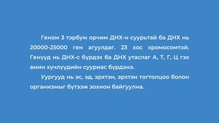 Геном 3 тэрбум орчим ДНХ-н суурьтай ба ДНХ нь
20000-25000 ген агуулдаг. 23 хос хромосомтой.
Генүүд нь ДНХ-с бүрдэх ба ДНХ утаслаг А, Т, Г, Ц гэх
амин хүчлүүдийн сууриас бүрдэнэ.
Уургууд нь эс, эд, эрхтэн, эрхтэн тогтолцоо болон
организмыг бүтээж зохион байгуулна.
 
