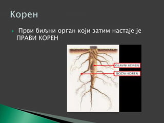  Први биљни орган који затим настаје је
ПРАВИ КОРЕН
 