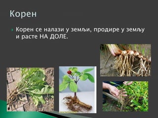  Корен се налази у земљи, продире у земљу
и расте НА ДОЛЕ.
 