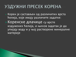  Корен је састављен од различитих врста
ћелија, које имају различите задатке:
 Коренске длачице су врсте
издужених ћелија, и њихов задатак је да
упијају воду и у њој растворене минералне
материје
 