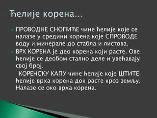  ПРОВОДНЕ СНОПИЋЕ чине ћелије које се
налазе у средини корена које СПРОВОДЕ
воду и минерале до стабла и листова.
 ВРХ КОРЕНА је део корена који расте. Ове
ћелије се деобом стално деле и увећавају
свој број.
КОРЕНСКУ КАПУ чине ћелије које ШТИТЕ
ћелије врха корена док расте кроз земљу.
Налазе се око врха корена.
 