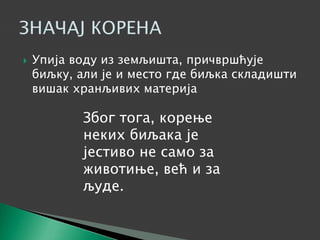  Упија воду из земљишта, причвршћује
биљку, али је и место где биљка складишти
вишак хранљивих материja
Због тога, корење
неких биљака је
јестиво не само за
животиње, већ и за
људе.
 