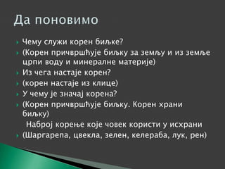  Чему служи корен биљке?
 (Корен причвршћује биљку за земљу и из земље
црпи воду и минералне материје)
 Из чега настаје корен?
 (корен настаје из клице)
 У чему је значај корена?
 (Корен причвршћује биљку. Корен храни
биљку)
Наброј корење које човек користи у исхрани
 (Шаргарепа, цвекла, зелен, келераба, лук, рен)
 