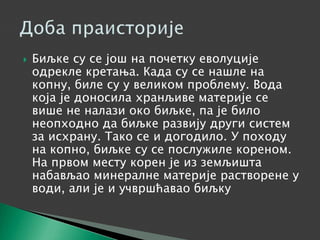  Биљке су се још на почетку еволуције
одрекле кретања. Када су се нашле на
копну, биле су у великом проблему. Вода
која је доносила хранљиве материје се
више не налази око биљке, па је било
неопходно да биљке развију други систем
за исхрану. Тако се и догодило. У походу
на копно, биљке су се послужиле кореном.
На првом месту корен је из земљишта
набављао минералне материје растворене у
води, али је и учвршћавао биљку
 