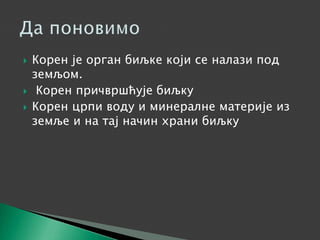  Корен је орган биљке који се налази под
земљом.
 Корен причвршћује биљку
 Корен црпи воду и минералне материје из
земље и на тај начин храни биљку
 