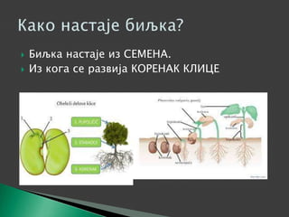  Биљка настаје из СЕМЕНА.
 Из кога се развија КОРЕНАК КЛИЦЕ
 