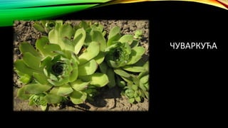ЧУВАРКУЋА
 