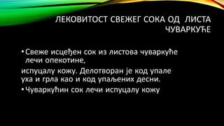 ЛЕКОВИТОСТ СВЕЖЕГ СОКА ОД ЛИСТА
ЧУВАРКУЋЕ
•Свеже исцеђен сок из листова чуваркуће
лечи опекотине,
испуцалу кожу. Делотворан је код упале
уха и грла као и код упаљених десни.
•Чуваркућин сок лечи испуцалу кожу
 