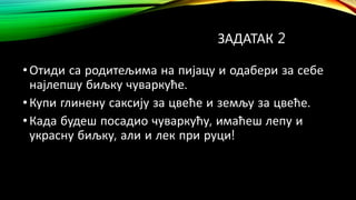 ЗАДАТАК 2
•Отиди са родитељима на пијацу и одабери за себе
најлепшу биљку чуваркуће.
•Купи глинену саксију за цвеће и земљу за цвеће.
•Када будеш посадио чуваркућу, имаћеш лепу и
украсну биљку, али и лек при руци!
 
