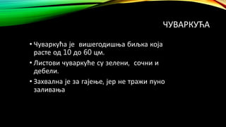 ЧУВАРКУЋА
• Чуваркућа је вишегодишња биљка која
расте од 10 до 60 цм.
• Листови чуваркуће су зелени, сочни и
дебели.
• Захвална је за гајење, јер не тражи пуно
заливања
 