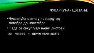 ЧУВАРКУЋА- ЦВЕТАЊЕ
•Чуваркућа цвета у периоду од
октобра до новембра
• Тада се сакупљају њени листови,
за чајеве и друге препарате.
 
