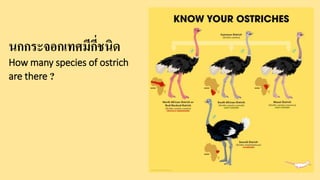 นกกระจอกเทศมีกี่ชนิด
How many species of ostrich
are there ?
 