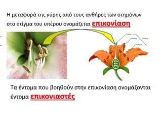 Η μεταφορά της γύρης από τους ανθήρες των στημόνων
στο στίγμα του υπέρου ονομάζεται επικονίαση
Τα έντομα που βοηθούν στην επικονίαση ονομάζονται
έντομα επικονιαστές
 