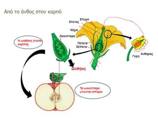 επικονίαση λουλούδια – σπόροι