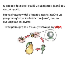 Ο σπόρος βρίσκεται συνήθως μέσα στον καρπό του
φυτού - γονέα.
Για να δημιουργηθεί ο καρπός, πρέπει πρώτα να
γονιμοποιηθεί το λουλούδι του φυτού, που το
ονομάζουμε και άνθος.
Η γονιμοποίηση του άνθους γίνεται με τη γύρη.
 