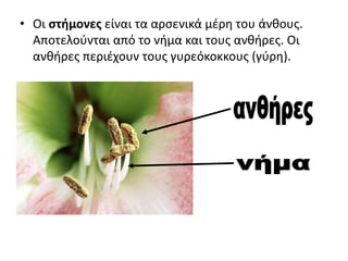 • Οι στήμονες είναι τα αρσενικά μέρη του άνθους.
Αποτελούνται από το νήμα και τους ανθήρες. Οι
ανθήρες περιέχουν τους γυρεόκοκκους (γύρη).
 