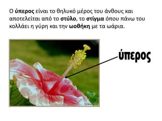 Ο ύπερος είναι το θηλυκό μέρος του άνθους και
αποτελείται από το στύλο, το στίγμα όπου πάνω του
κολλάει η γύρη και την ωοθήκη με τα ωάρια.
 