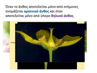 Όταν το άνθος αποτελείται μόνο από στήμονες
ονομάζεται αρσενικό άνθος και όταν
αποτελείται μόνο από ύπερο θηλυκό άνθος.
Τα άνθη που είναι μόνο αρσενικά ή μόνο θηλυκά
ονομάζονται απλά άνθη.
Τα άνθη που αποτελούνται από στήμονες και ύπερο
ονομάζονται τέλεια άνθη.
 