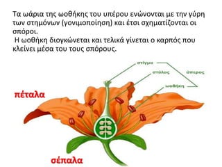 Τα ωάρια της ωοθήκης του υπέρου ενώνονται με την γύρη
των στημόνων (γονιμοποίηση) και έτσι σχηματίζονται οι
σπόροι.
Η ωοθήκη διογκώνεται και τελικά γίνεται ο καρπός που
κλείνει μέσα του τους σπόρους.
πέταλα
σέπαλα
 