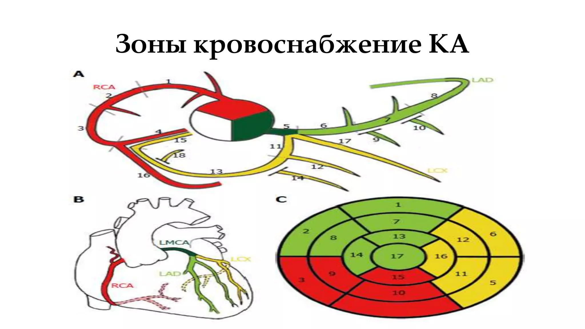 аномалие коронарных артерий - Anomaly coronary artery | PPT | Free Download