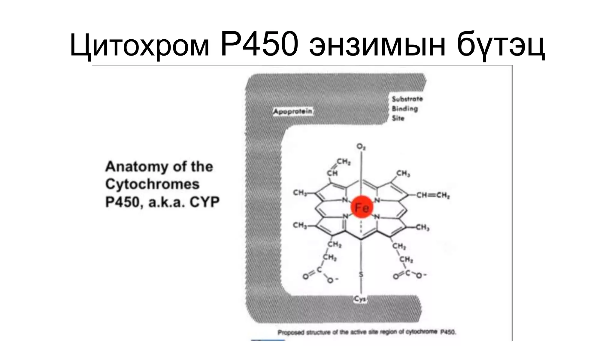 Цитохром Р450 энзимын бүтэц
 