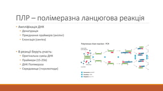 ПЛР – полімеразна ланцюгова реакція
• Ампліфікація ДНК
• Денатурація
• Приєднання праймерів (анілінг)
• Елонгація (синтез)
• В реакції беруть участь:
• Оригінальна суміш ДНК
• Праймери (15-25b)
• ДНК Полімераза
• Середовище (+нуклеотиди)
 