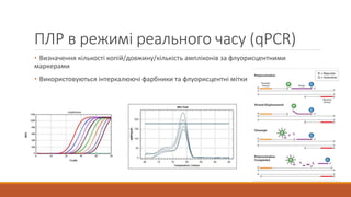 ПЛР в режимі реального часу (qPCR)
• Визначення кількості копій/довжину/кількість ампліконів за флуорисцентними
маркерами
• Використовуються інтеркалюючі фарбники та флуорисцентні мітки
 